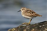 Least Sandpiper